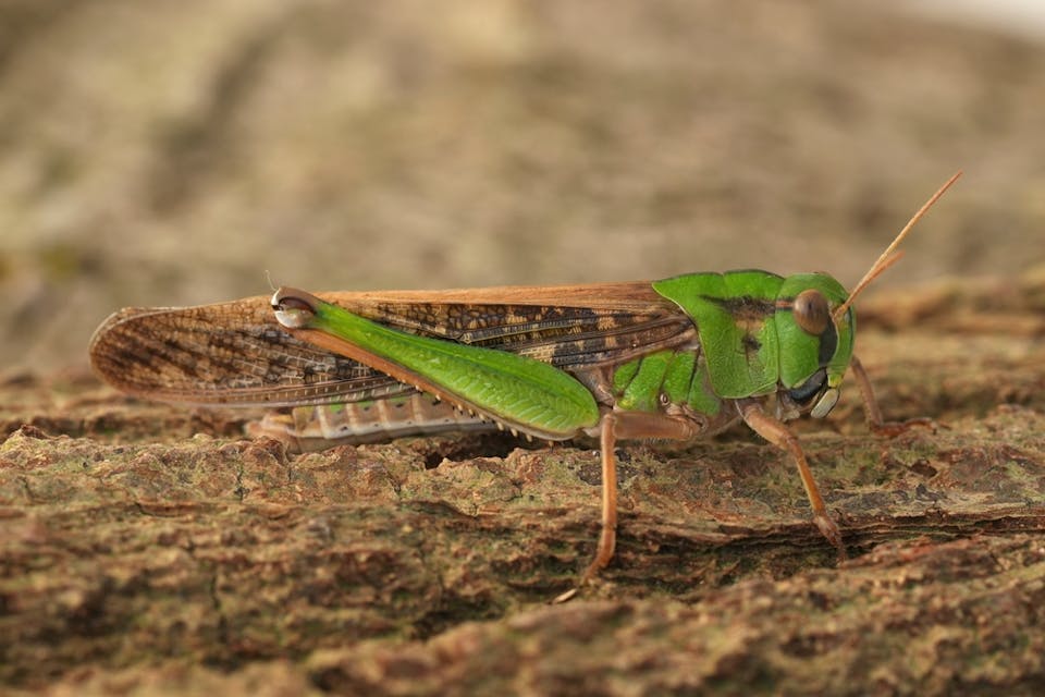 Shutterstock Shutterstock