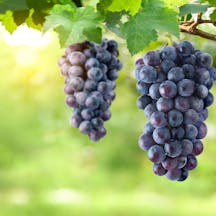 Shutterstock Shutterstock