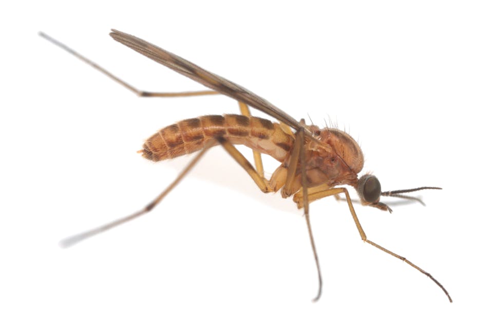 Wood gnat (Shutterstock) Wood gnat (Shutterstock)