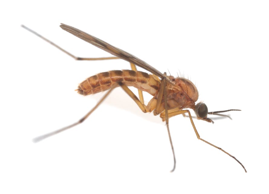 Wood gnat (Shutterstock)