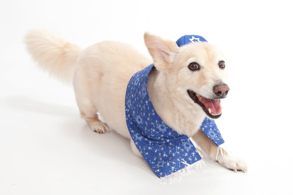 Shutterstock Shutterstock