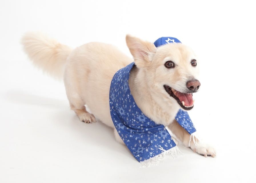 Shutterstock