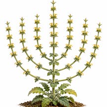 Jerusalem Sage (Generated with ChatGPT) Jerusalem Sage (Generated with ChatGPT)