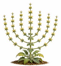 Jerusalem Sage (Generated with ChatGPT)