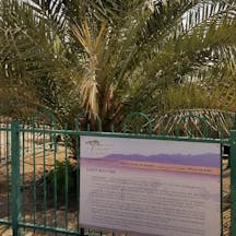 The only example of a Judean Date Palm located at Kibbutz Ketura, Israel. It was germinated in 2005 from a 2000-year-old seed found in the Masada excavations, and is nicknamed "Methuselah" (DASonnenfeld, Wikimedia Commons) The only example of a Judean Date Palm located at Kibbutz Ketura, Israel. It was germinated in 2005 from a 2000-year-old seed found in the Masada excavations, and is nicknamed "Methuselah" (DASonnenfeld, Wikimedia Commons)