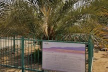 The only example of a Judean Date Palm located at Kibbutz Ketura, Israel. It was germinated in 2005 from a 2000-year-old seed found in the Masada excavations, and is nicknamed "Methuselah" (DASonnenfeld, Wikimedia Commons)