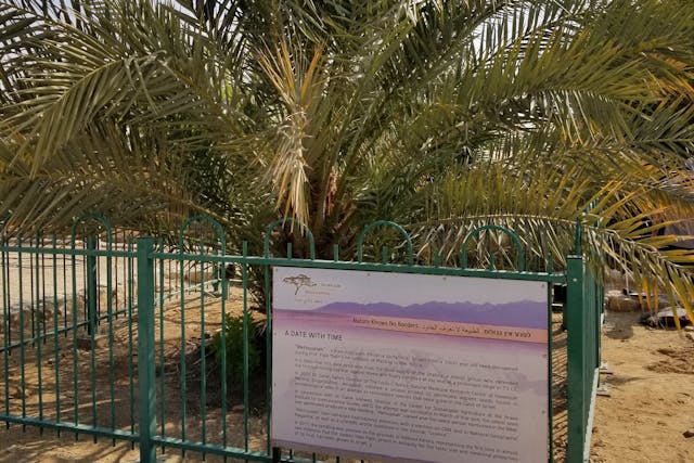 The only example of a Judean Date Palm located at Kibbutz Ketura, Israel. It was germinated in 2005 from a 2000-year-old seed found in the Masada excavations, and is nicknamed "Methuselah" (DASonnenfeld, Wikimedia Commons)