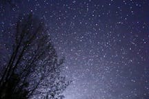 Vibrant night sky with lots of stars, beside a tree's silhouette, Muskoka, Ontario, Canada (Michael J. Bennett, Wikimedia Commons)