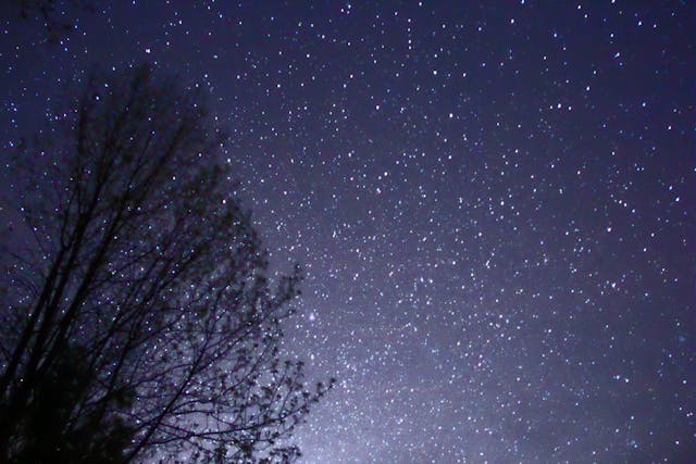 Vibrant night sky with lots of stars, beside a tree's silhouette, Muskoka, Ontario, Canada (Michael J. Bennett, Wikimedia Commons)