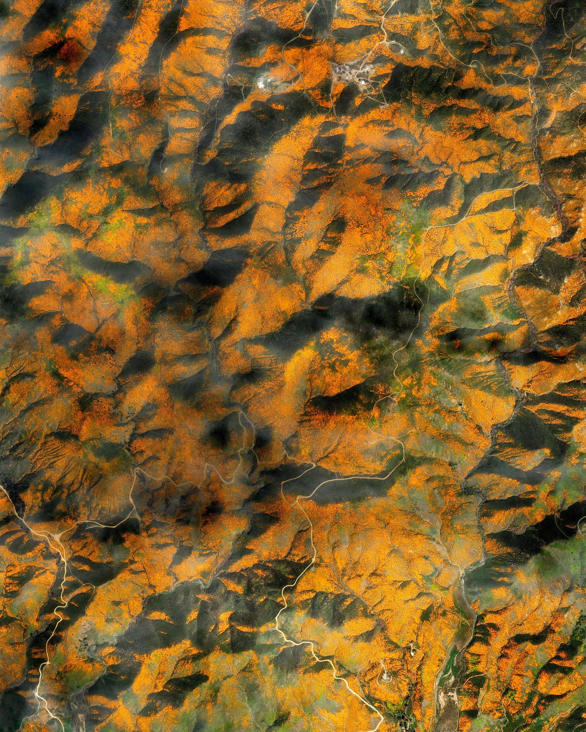 California Wildflower Superbloom