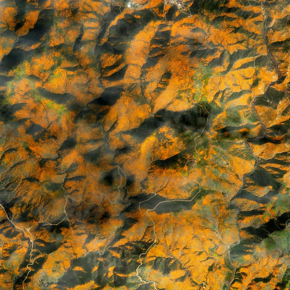 California Wildflower Superbloom