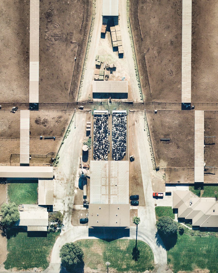 Chino, California Dairy Farm