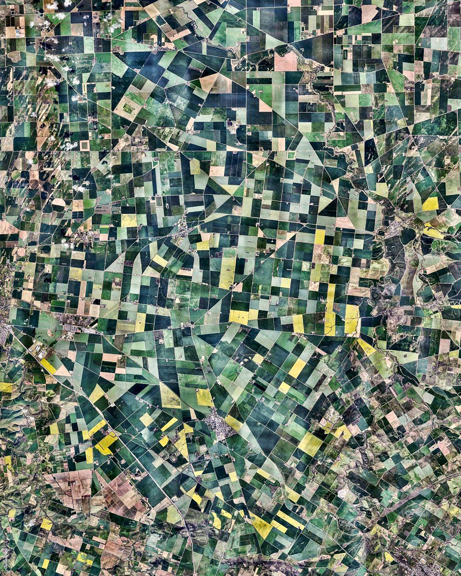 Adelaide Canola Flowers