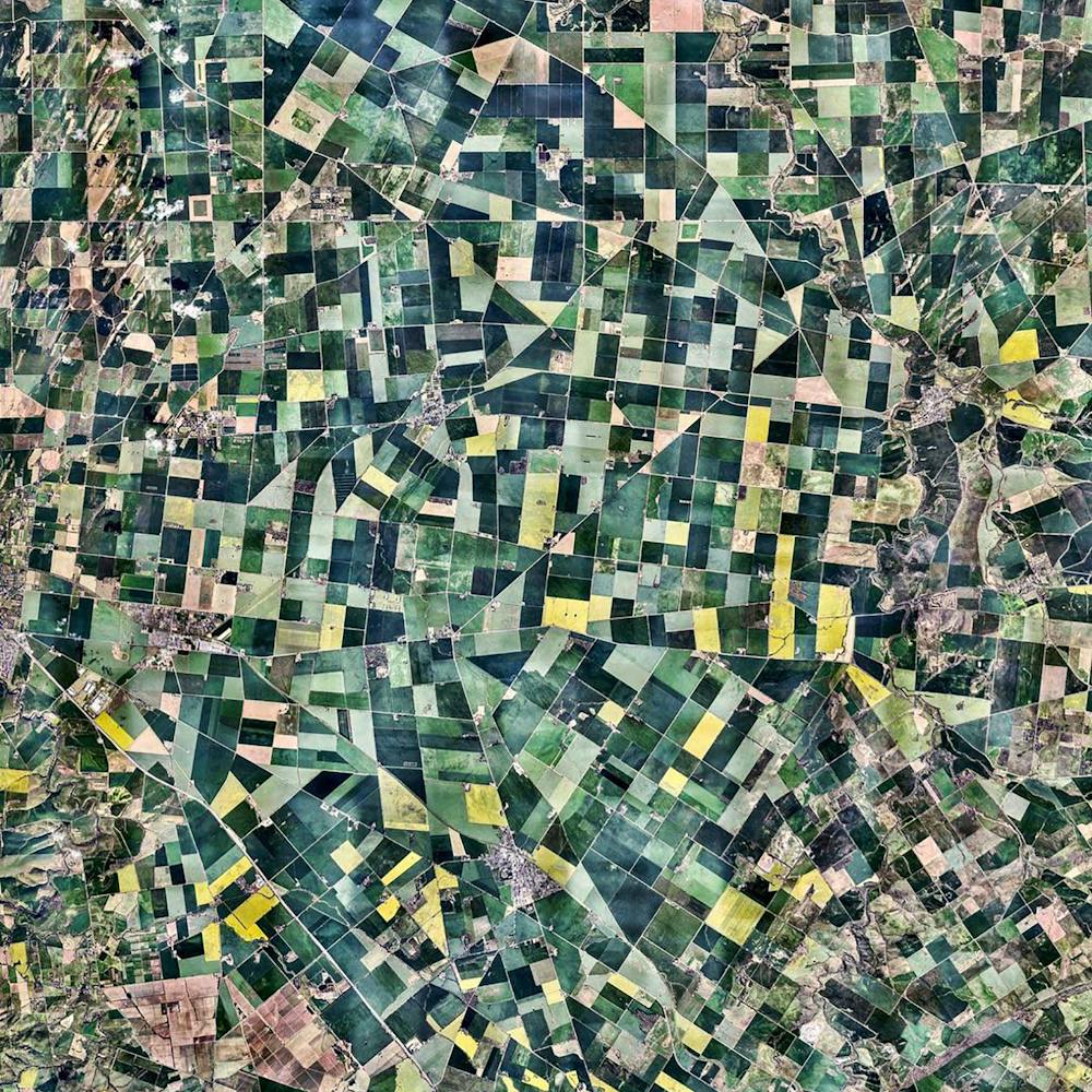 Adelaide Canola Flowers