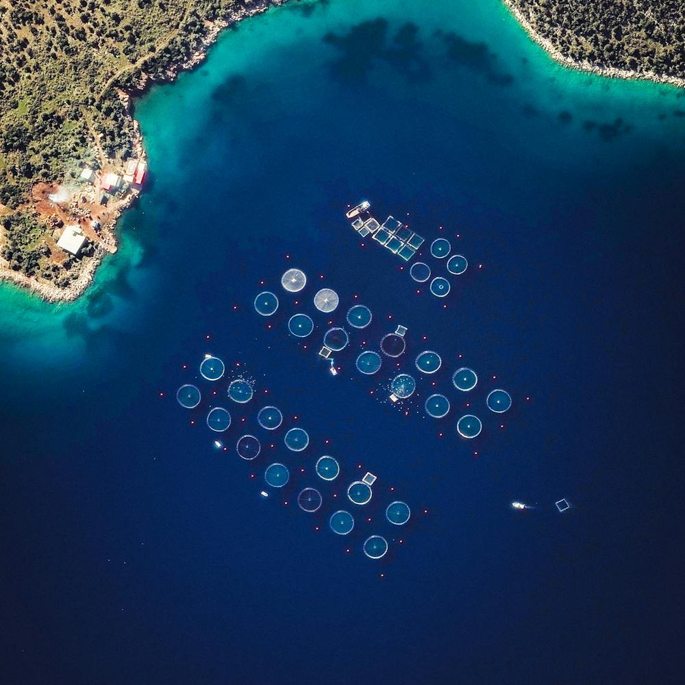 Saronic Gulf Fish Farming