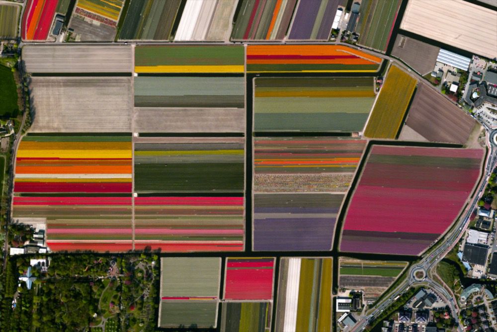 Tulip fields, Netherlands
