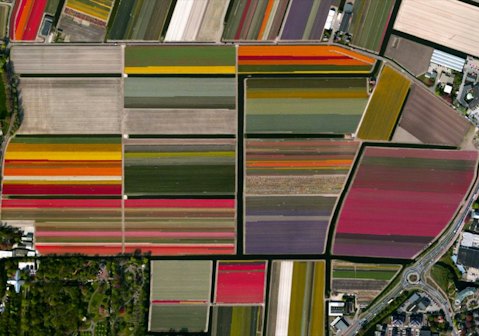 Tulip fields, Netherlands