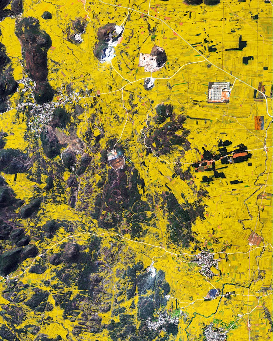 Luoping County Canola Flowers