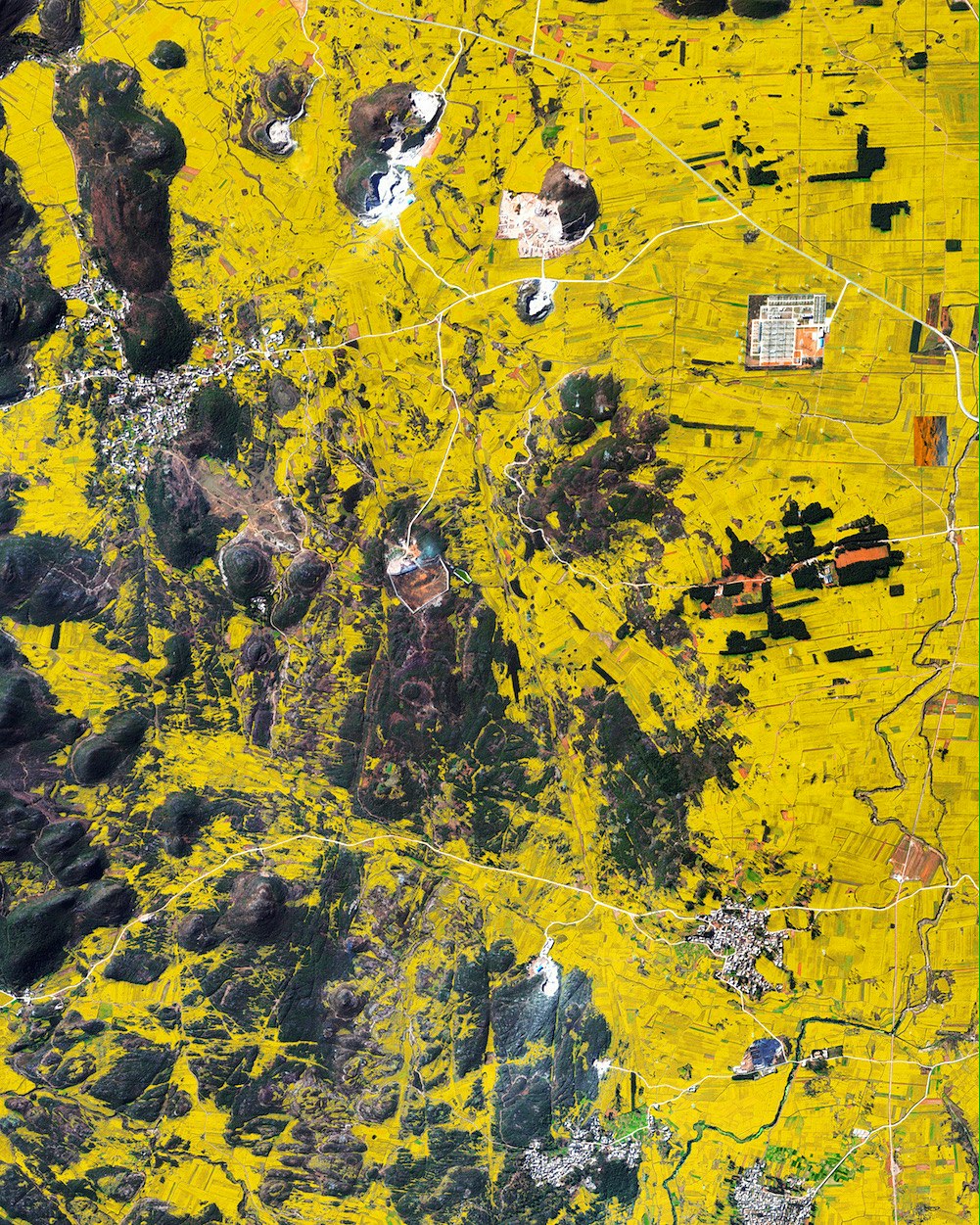 Luoping County Canola Flowers Luoping County Canola Flowers