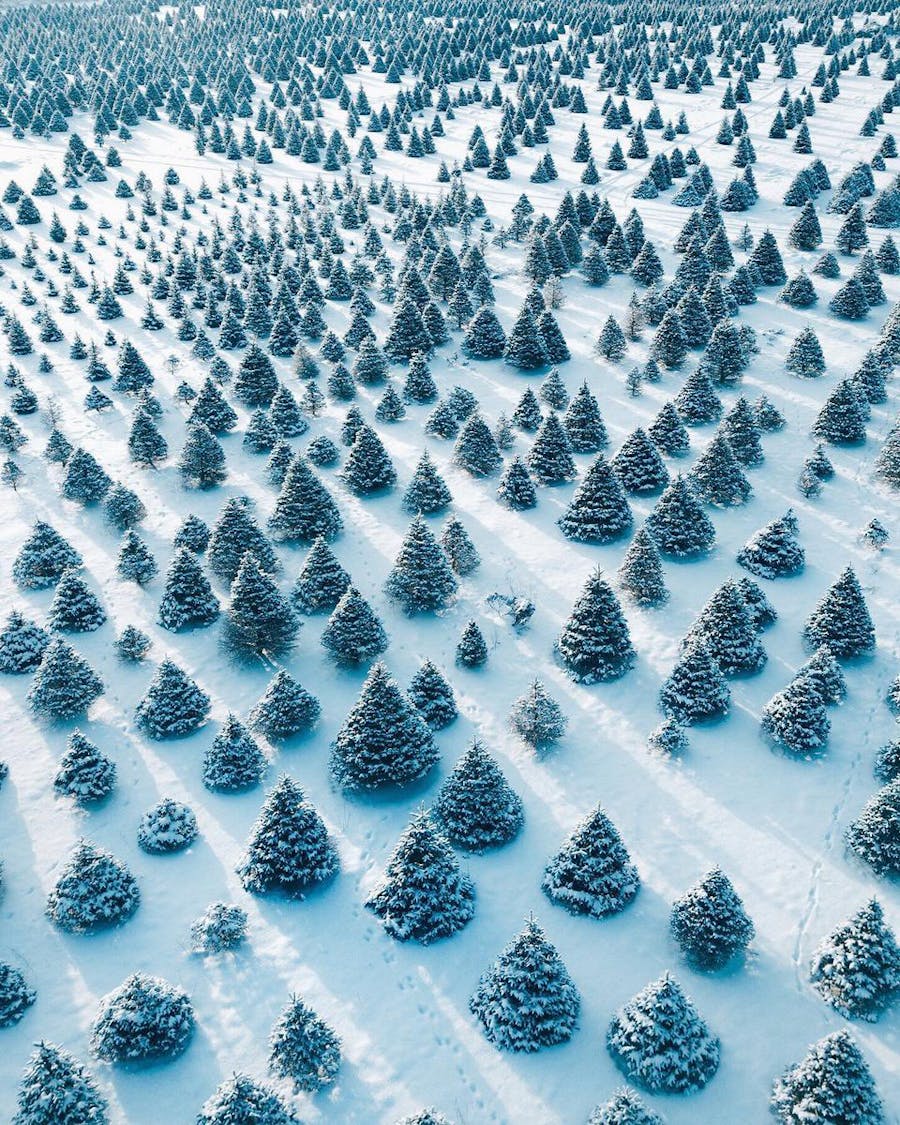 Christmas Tree Farm