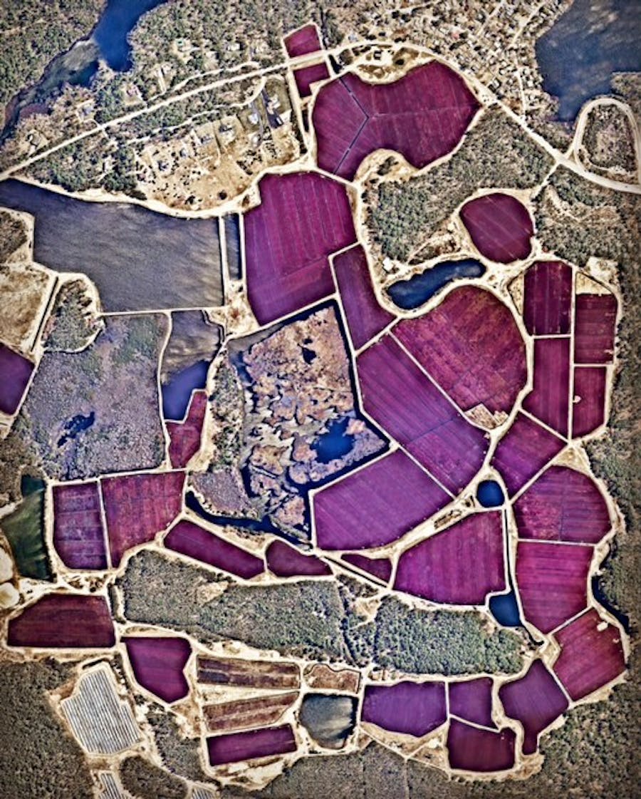 Cranberry Bogs