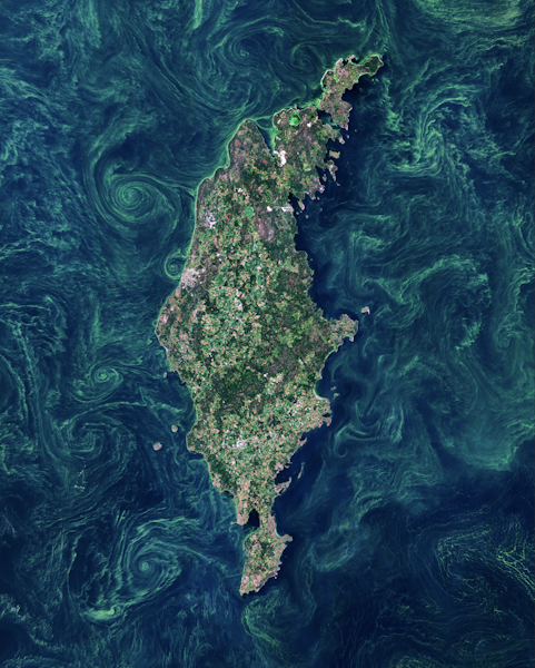Gotland Algae Bloom