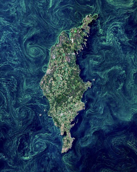 Gotland Algae Bloom