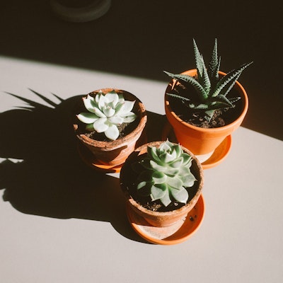 level nine studio office plants