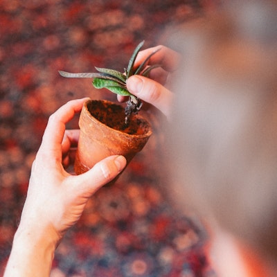 level nine studio office plant