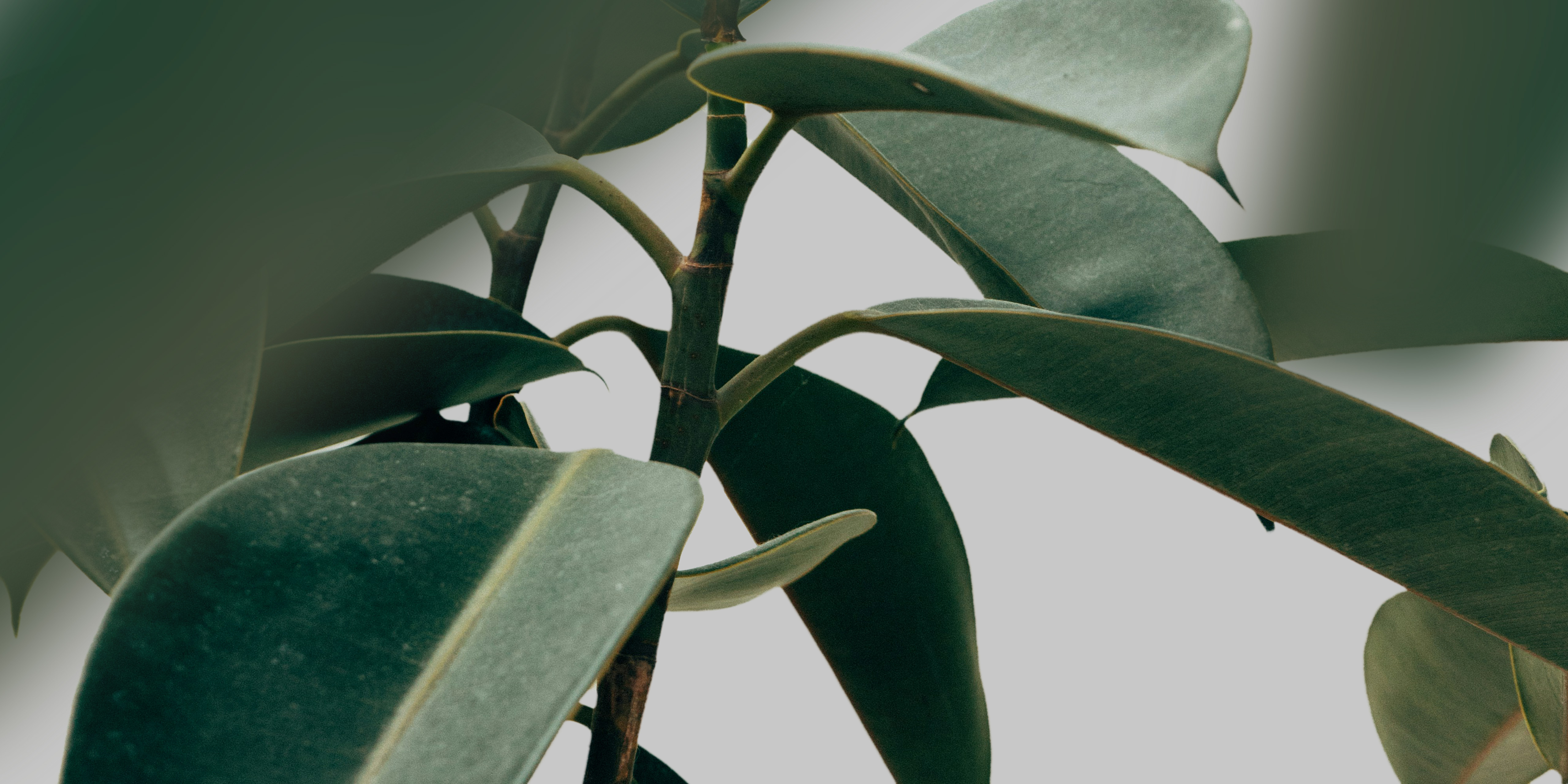 office plant