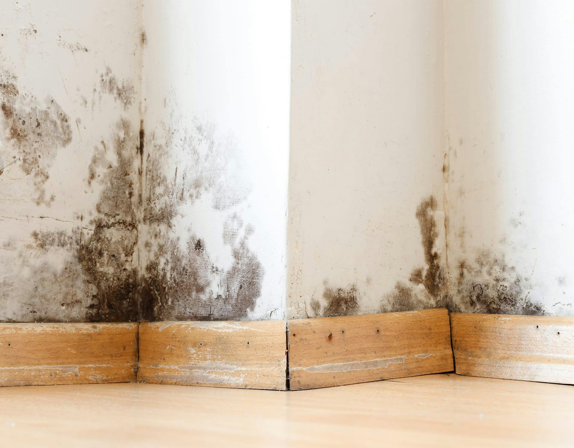 black mold in a house