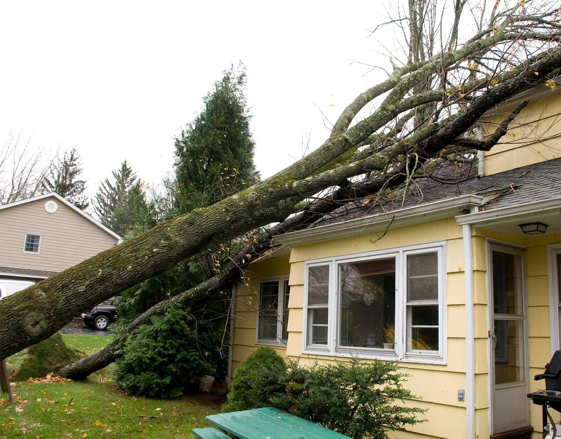 tree leaning against a house
