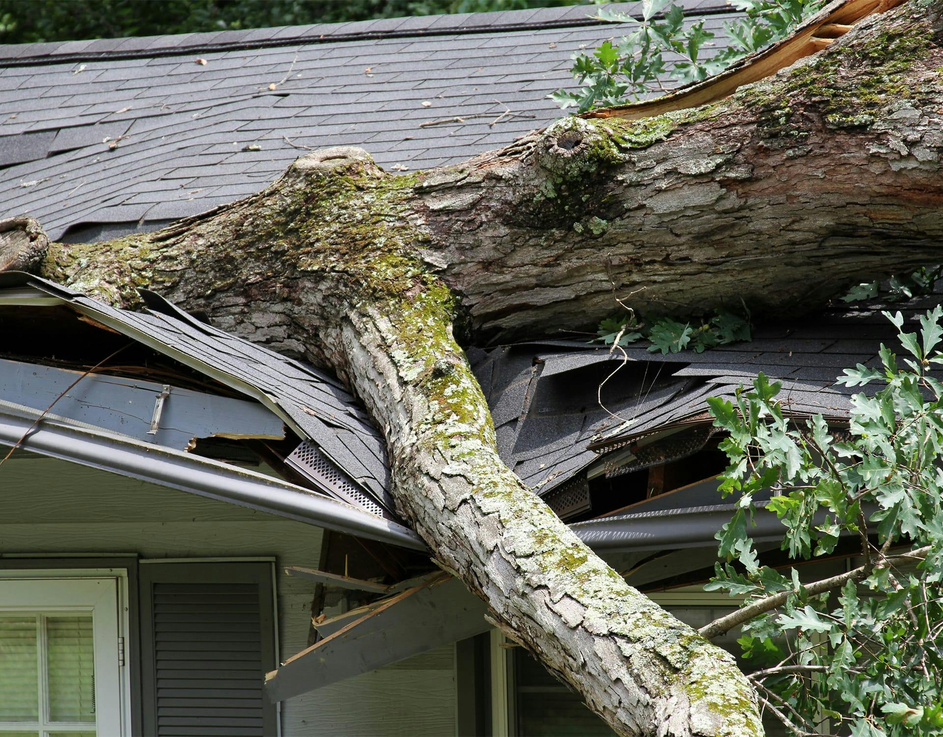 tree sticking through a house