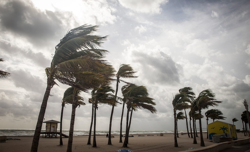 palm trees on a beach blowing in the wind