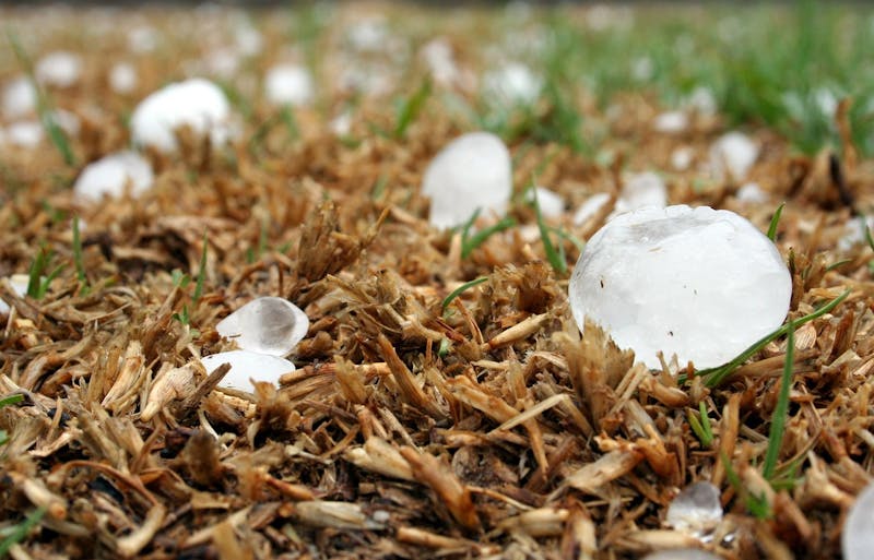 Large hailstones on the ground in dry grass after a storm in Colorado.