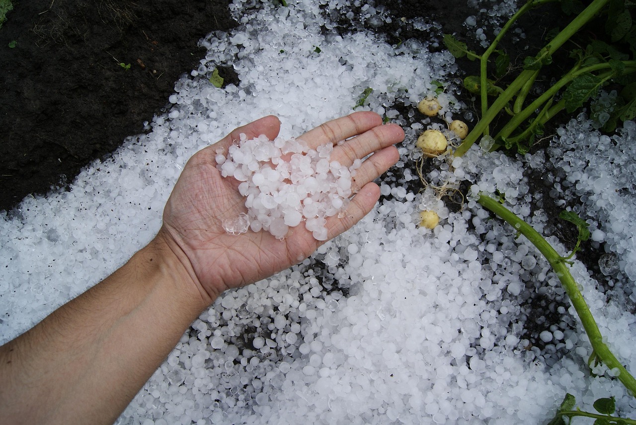 A hand holding small pieces of hail over a garden bed covered in hailstones with damaged plants.