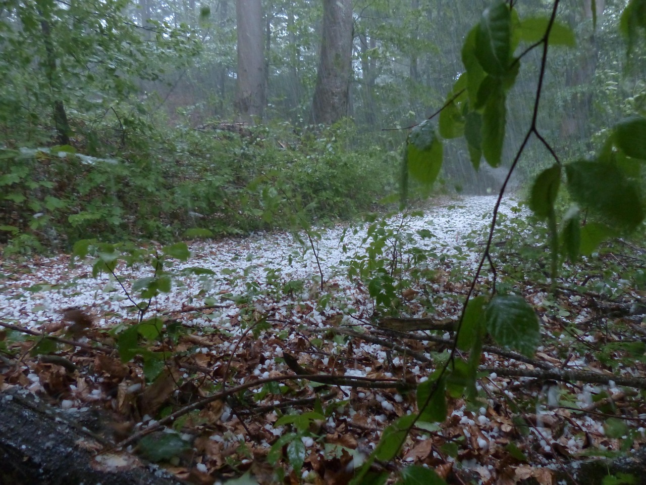 A forest path is covered in white hailstones during a storm, with rain falling and green leaves. 