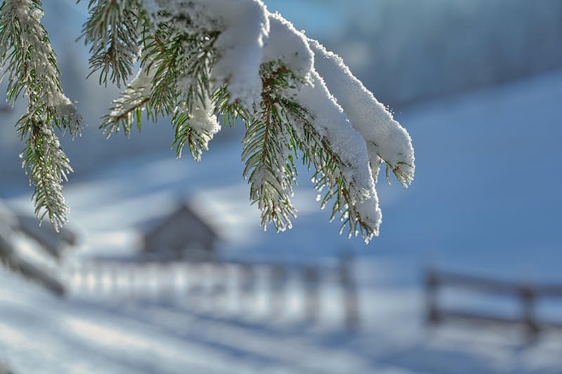 Snow-covered pine branches in a winter landscape