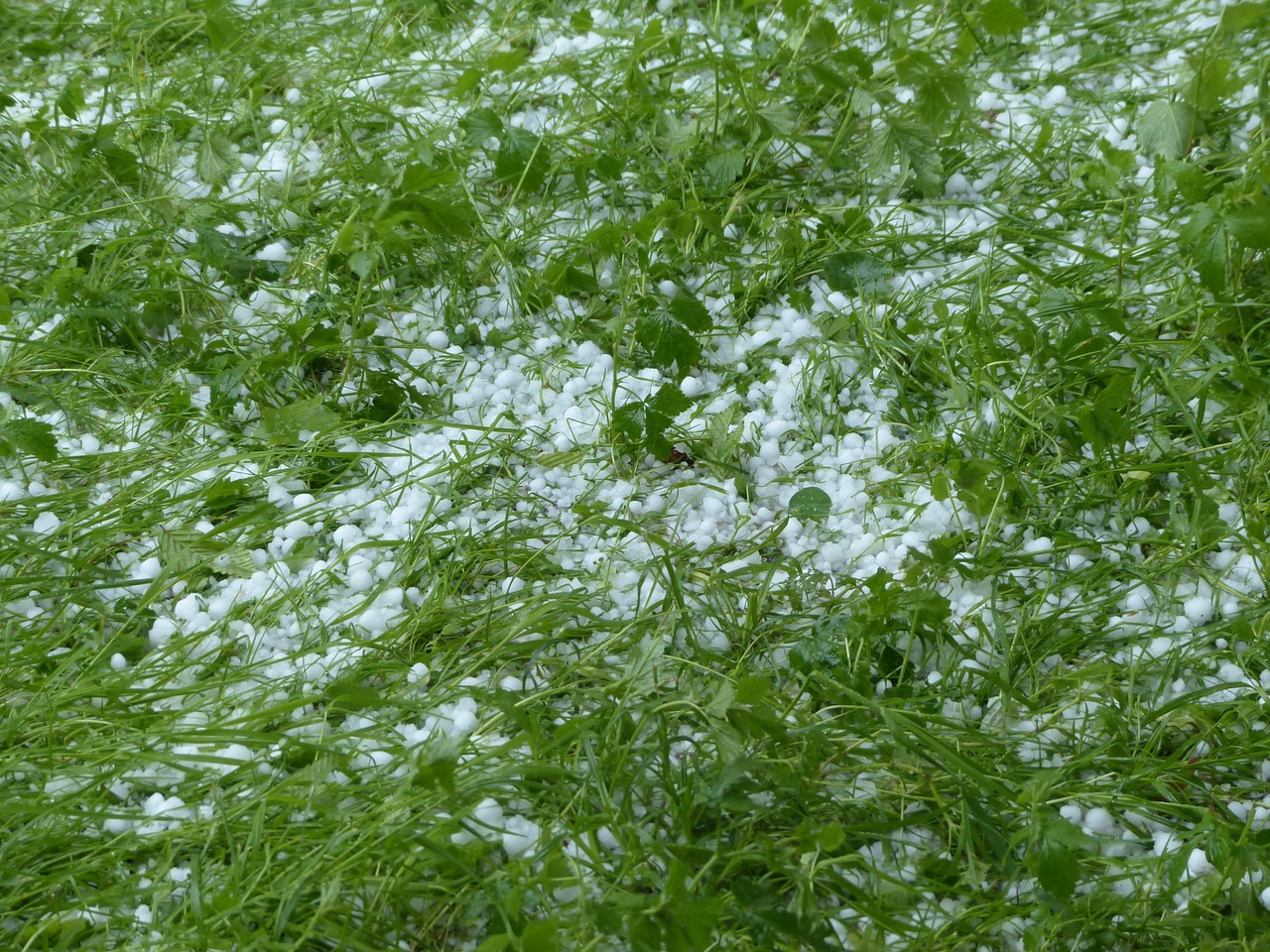Hailstones covering grass after a storm