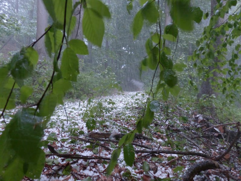 Trees getting rained on in a forrest
