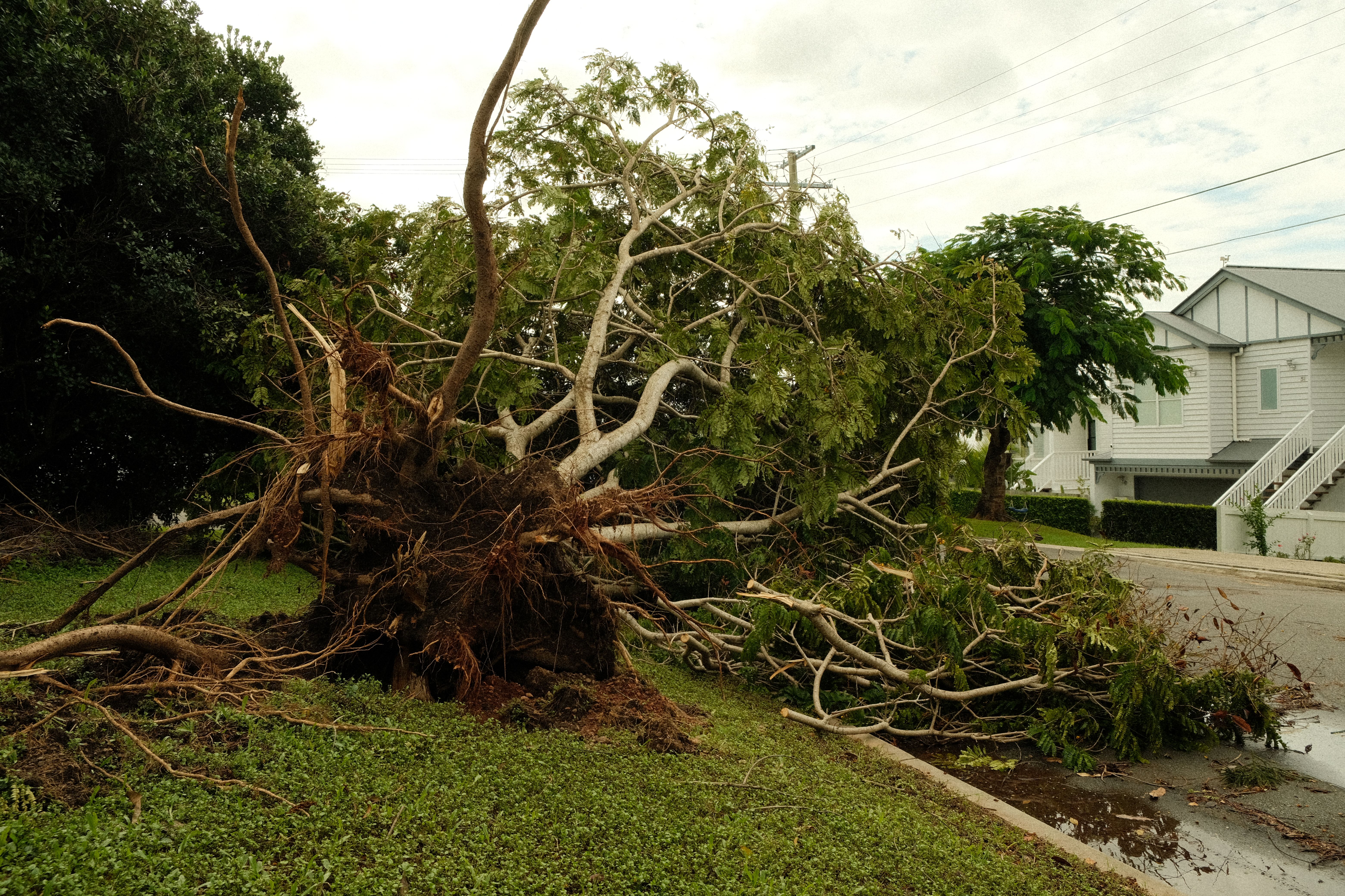 Fallen tree and broken branches after strong winds caused storm damage near a residential property.