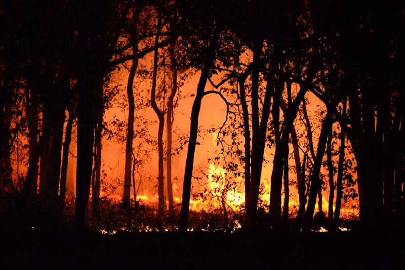 Wildfire flames spreading through a wooded area