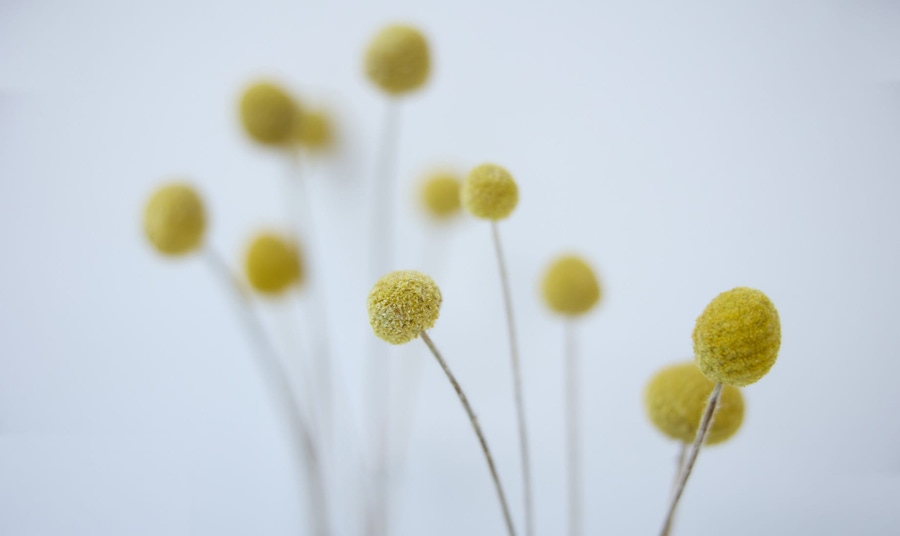 flower buds zoomed in