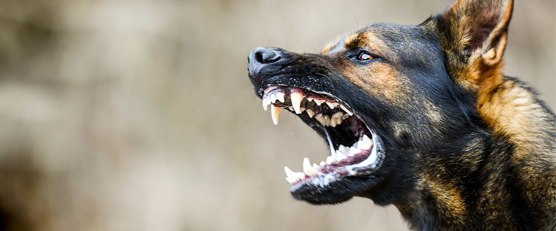 A vicious dog barking