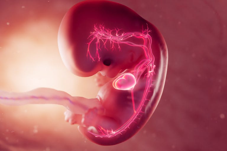 embryonic heart circulatory system drawing