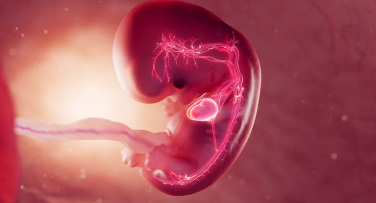 embryonic heart circulatory system drawing