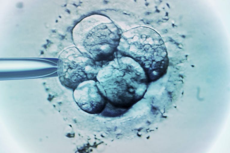 IVF, embryo, embryos