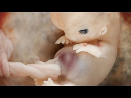 The First 10 Weeks Of Human Life thumbnail