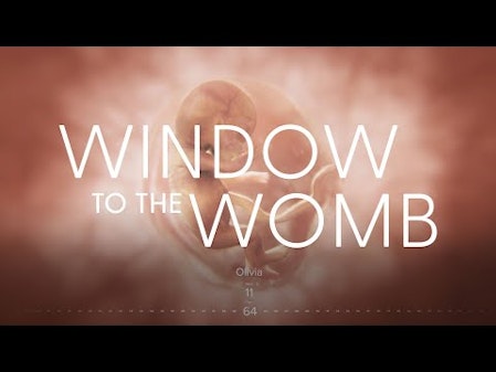 Amazing Timelapse of EVERY SINGLE DAY of a Child’s Development in the Womb | Window to the Womb thumbnail