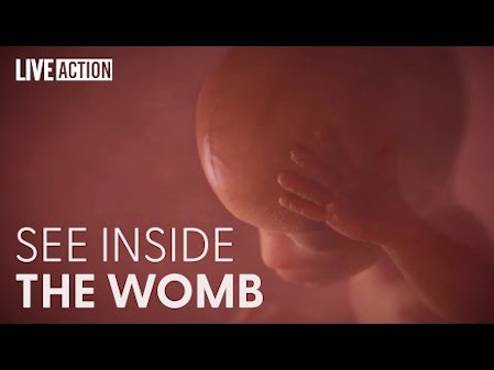 This Is How A Baby Develops In The Womb thumbnail